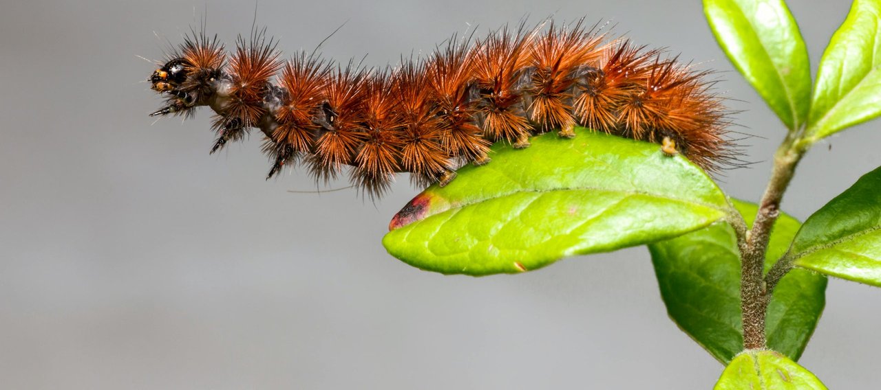 Christophe Guérin 3D - Service anti-nuisible à Mazamet, Castres, Carcassonne - Infestation de Chenilles