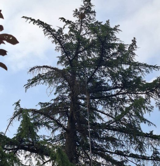 Intervention avec une perche télescopique sur un nid de frelons au sommet d'un sapin à Aiguefonde.