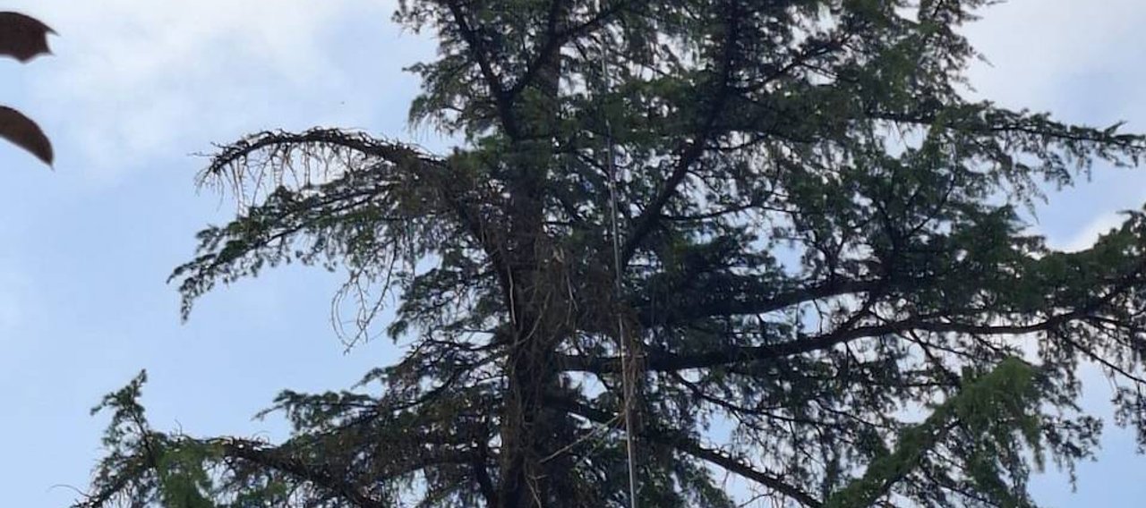 Intervention avec une perche télescopique sur un nid de frelons au sommet d'un sapin à Aiguefonde.