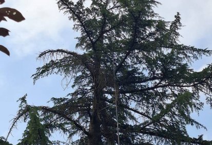 Intervention avec une perche télescopique sur un nid de frelons au sommet d'un sapin à Aiguefonde.