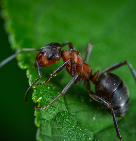 Christophe Guérin 3D - Désinsectisation contre les fourmis - Mazamet Castres