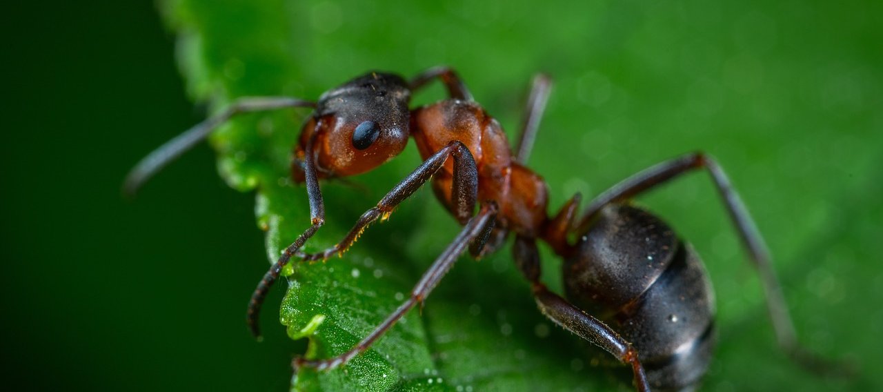 Christophe Guérin 3D - Désinsectisation contre les fourmis - Mazamet Castres