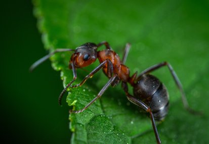 Christophe Guérin 3D - Désinsectisation contre les fourmis - Mazamet Castres