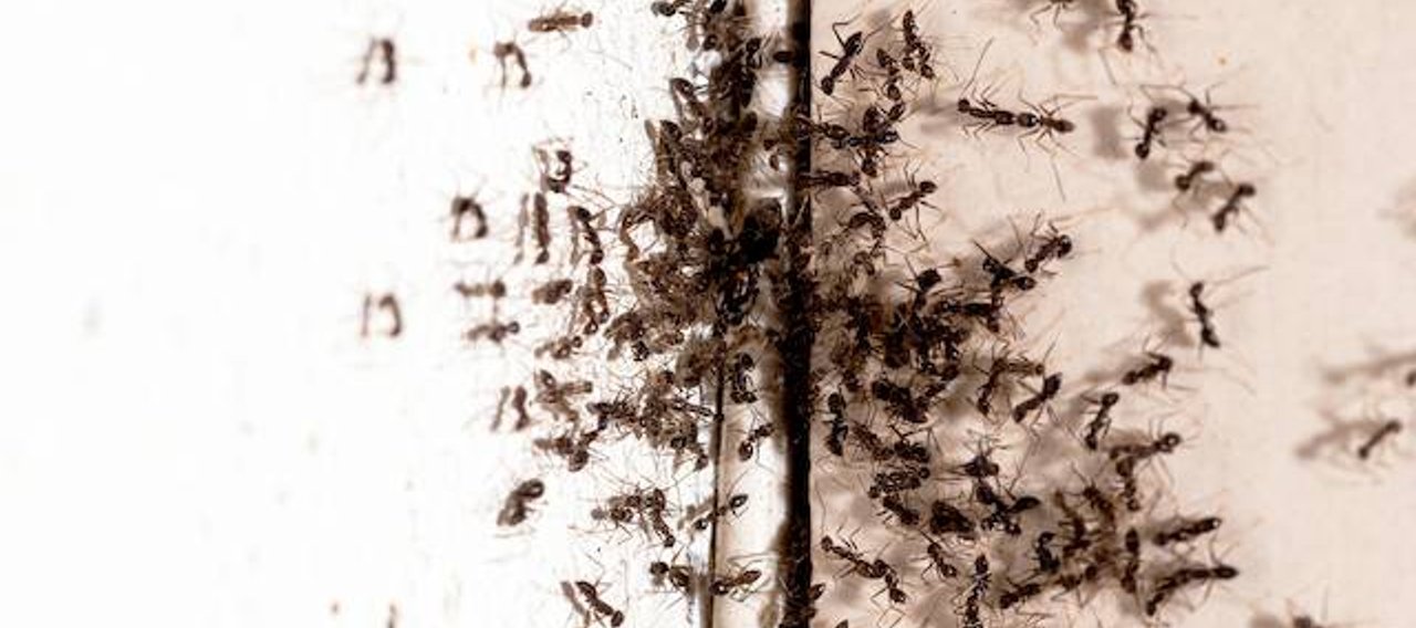 Invasion de fourmis sur les murs d'une maison à Hautpoul, Mazamet