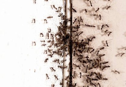Invasion de fourmis sur les murs d'une maison à Hautpoul, Mazamet