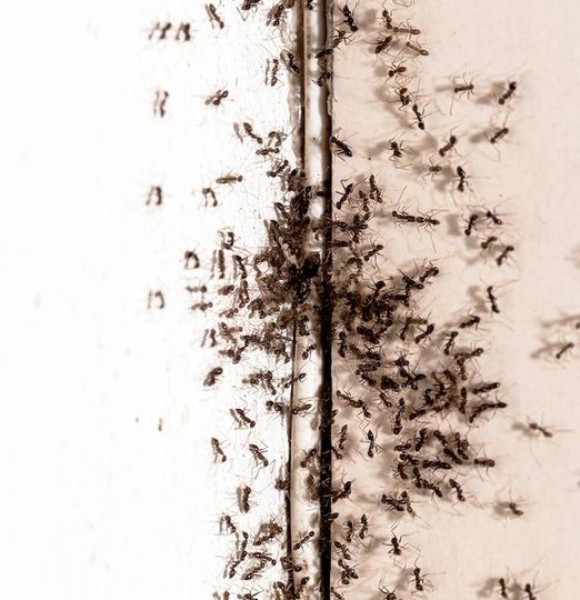 Invasion de fourmis sur les murs d'une maison à Hautpoul, Mazamet