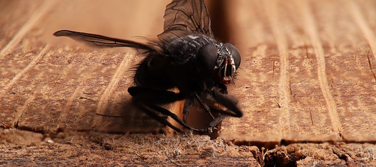 Christophe Guérin 3D Extermine Mouche de Grenier - Castres Mazamet