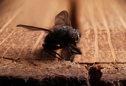 Christophe Guérin 3D Extermine Mouche de Grenier - Castres Mazamet