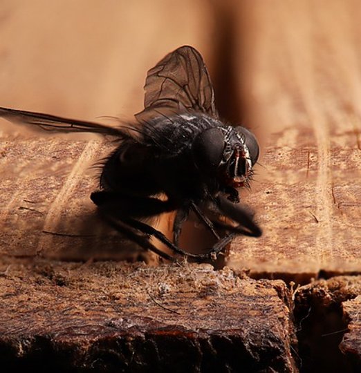 Christophe Guérin 3D Extermine Mouche de Grenier - Castres Mazamet