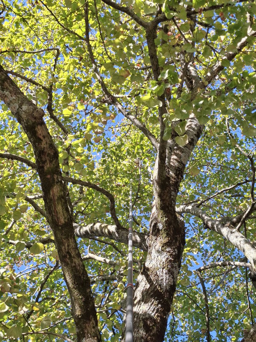 Un nid de guêpes en fin de saison dans un arbre à Castres.