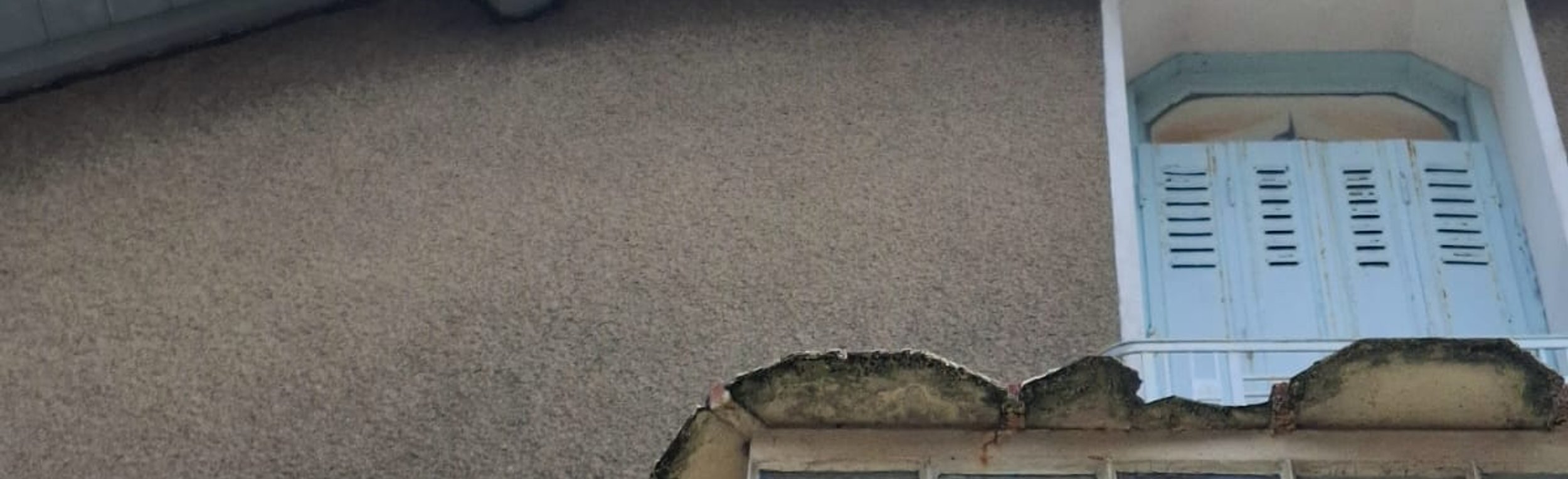 Nid de frelons asiatiques dans un arbre aux Martys - intervention Christophe Guérin 3D