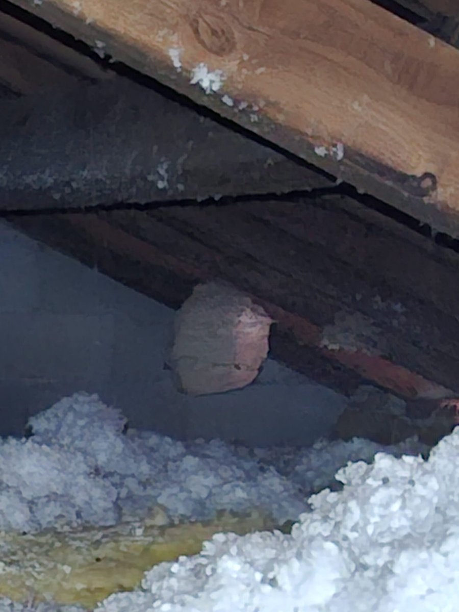 Un nid de frelons dans un grenier à Labastide.