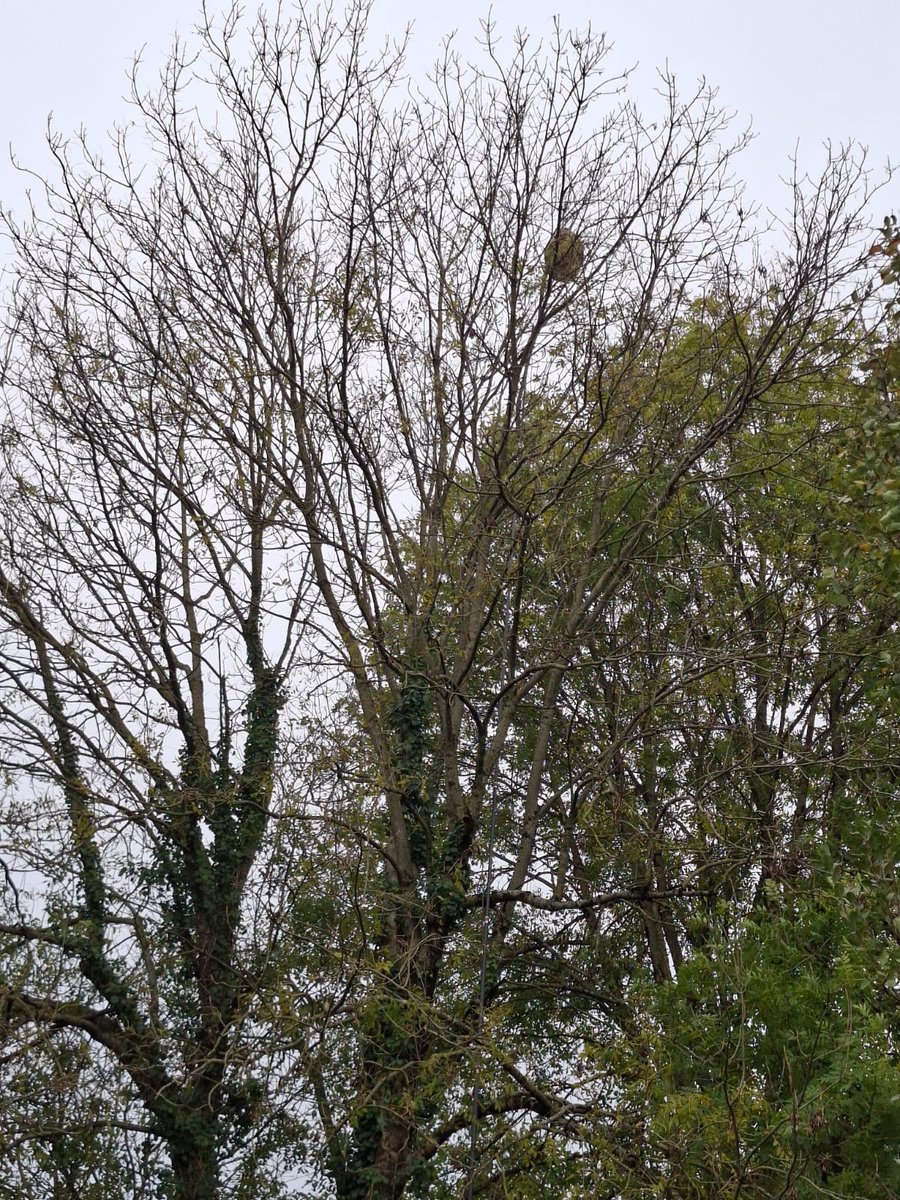 Un imposant nid de frelons en octobre dans un arbre à Bram.