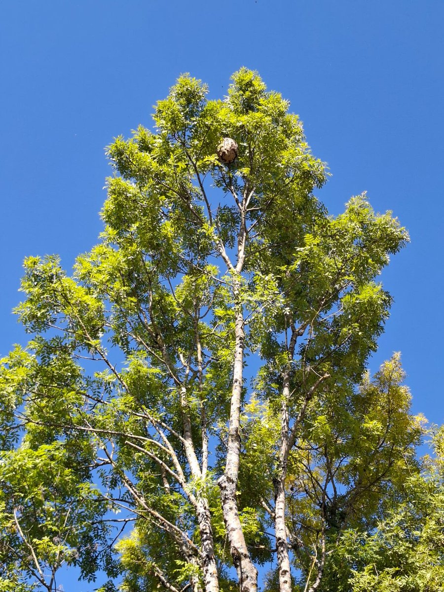 Un nid de frelons dans un arbre à Castelnaudary.