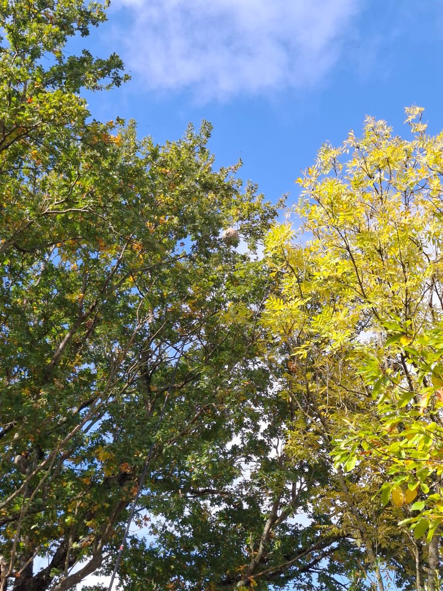 Nid de frelons dans un arbre à Minervois.