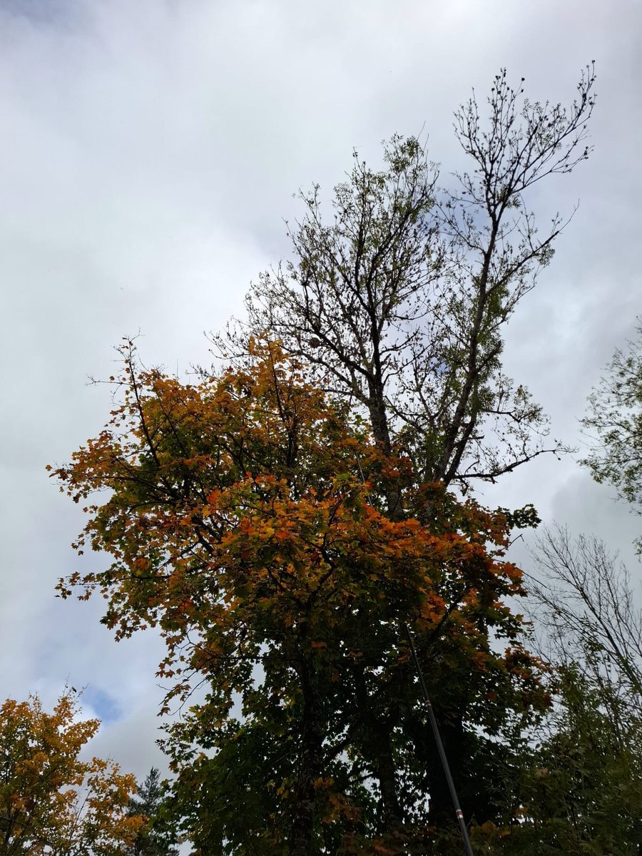 Un nid de guêpes dans un arbre à Pont-de-Larn.