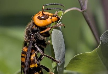 Frelon asiatique en vol