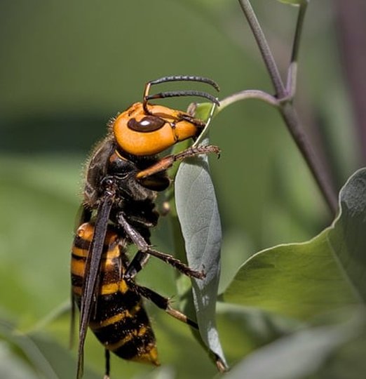 Frelon asiatique en vol