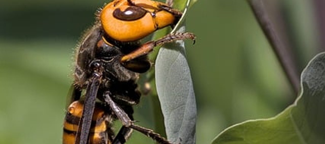 Frelon asiatique en vol