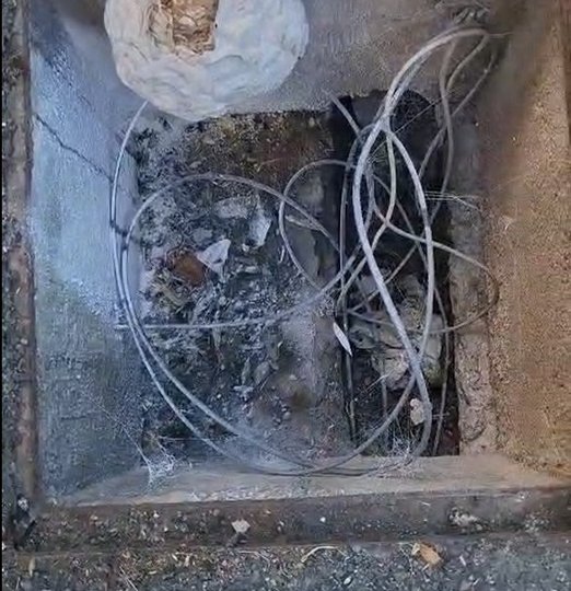 Nid de frelons asiatiques retiré d'une plaque télécom encastrée au sol, Aussillon (81)