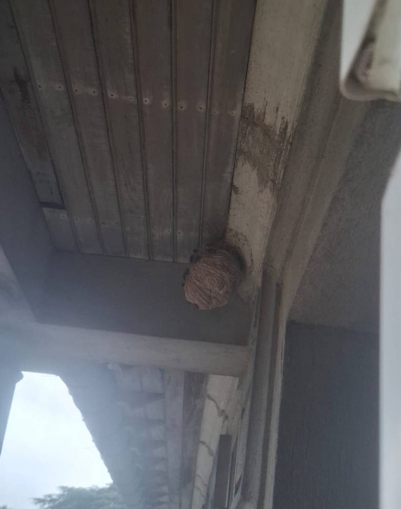 Nid de frelons asiatiques sous une avancée en bois d'une maison de maître à Mazamet