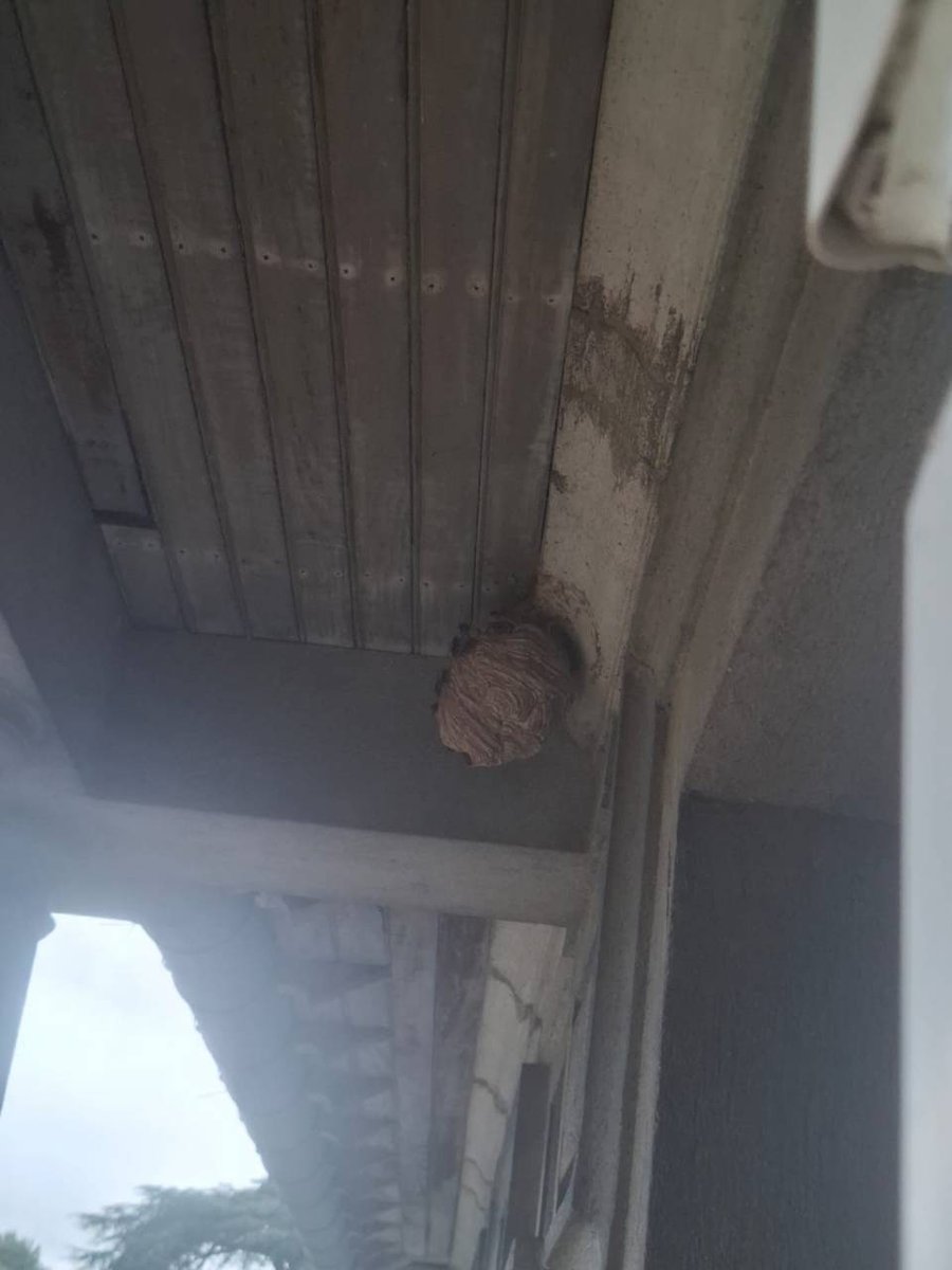 Un nid de frelons asiatiques sur une maison de maître à Mazamet