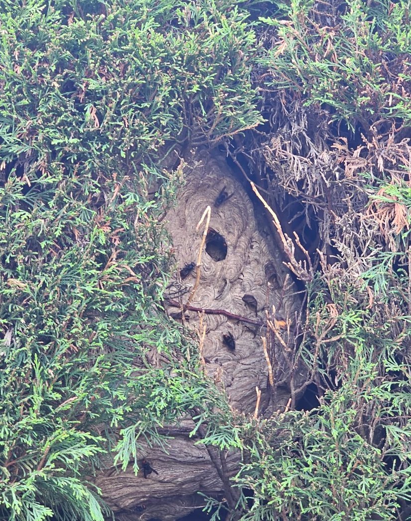Nid de frelons dans une haie