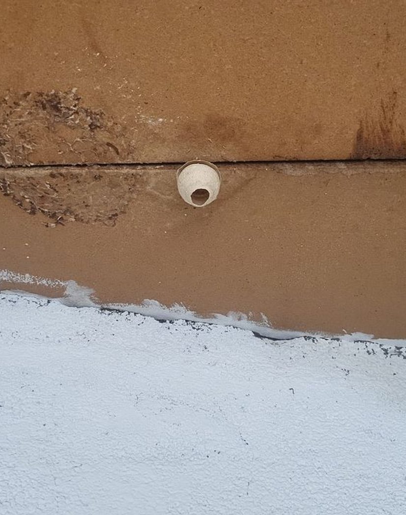 Nid primaire avant intervention - Aussillon