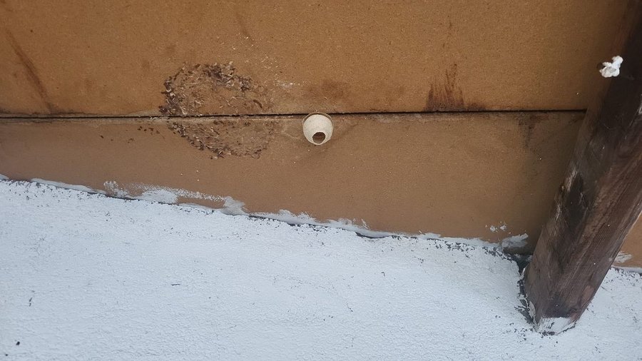 Nid primaire de frelon dans un garage