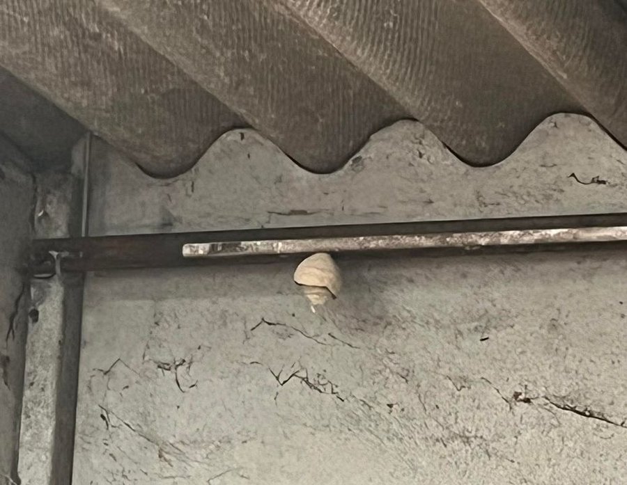 Nid primaire de frelon dans un garage, vue différente