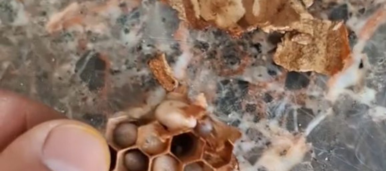 Reine frelon au printemps sur fond naturel