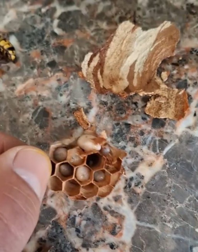 Nid primaire détruit, avec reine et larves - Mazamet