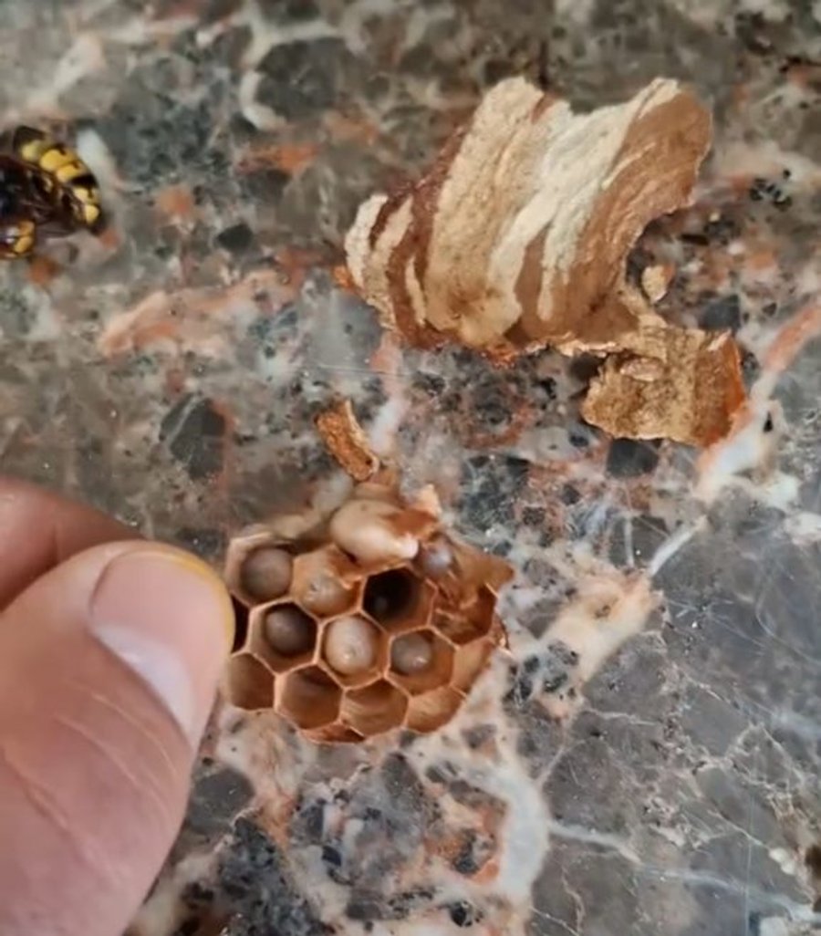 Nid primaire de frelon détruit avec larves et reine