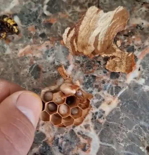 Reine frelon au printemps sur fond naturel