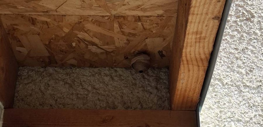 Nid primaire de frelon sous un toit