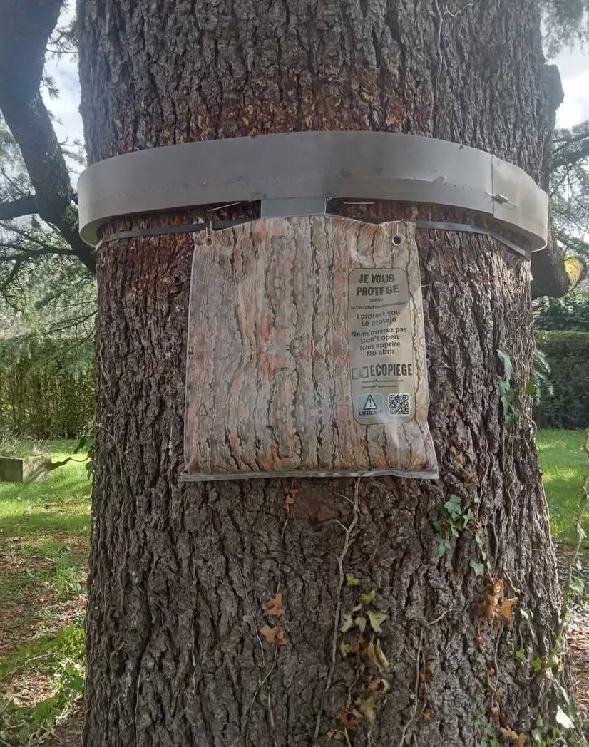 Piège à chenilles processionnaires en gros plan à Mazamet