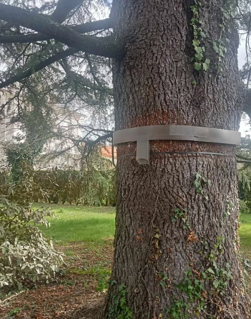 Piège à chenilles processionnaires à Mazamet, Castres et Carcassonne