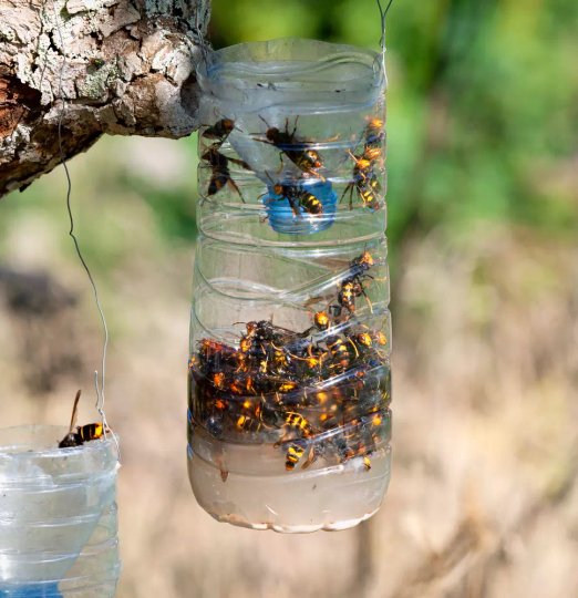 Piège à frelons asiatiques artisanal - Christophe Guérin 3D