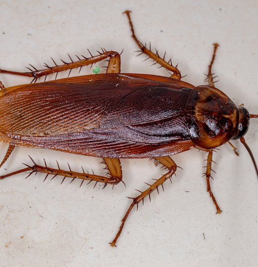 Traitement anti cafard - traitement anti blatte - Mazamet Castres