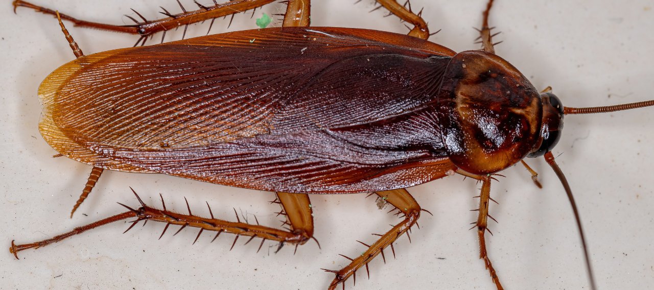 Traitement anti cafard - traitement anti blatte - Mazamet Castres