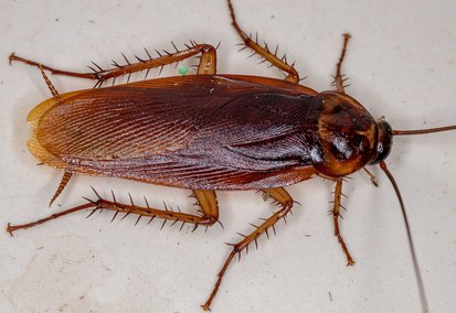 Traitement anti cafard - traitement anti blatte - Mazamet Castres