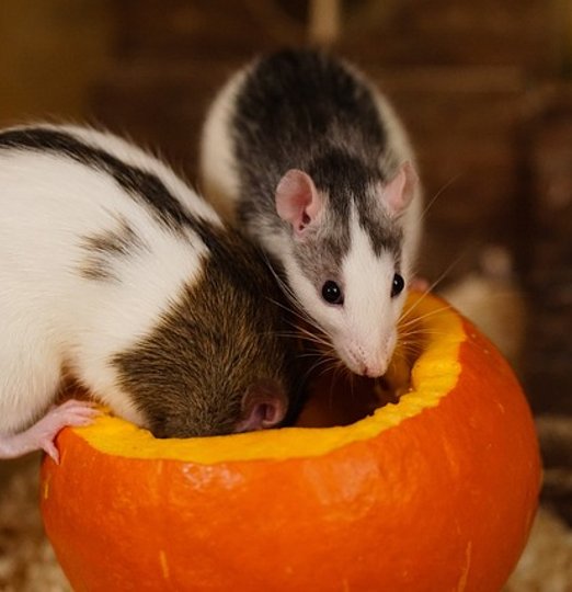 Rat cherchant refuge dans un bâtiment