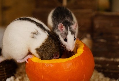 Rat cherchant refuge dans un bâtiment