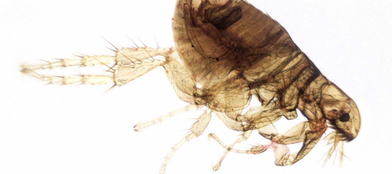 Christophe Guérin- Désinsectisation extermination puce - Mazamet Castres