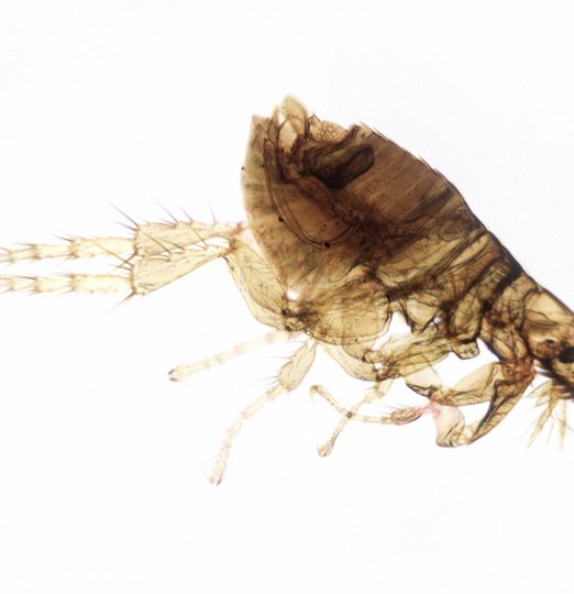 Christophe Guérin- Désinsectisation extermination puce - Mazamet Castres