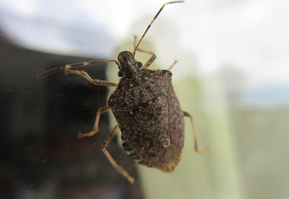 Désinsectisation de punaise diabolique - Christophe Guérin 3D - Castres Mazamet