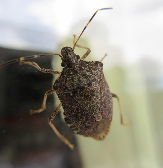 Désinsectisation de punaise diabolique - Christophe Guérin 3D - Castres Mazamet