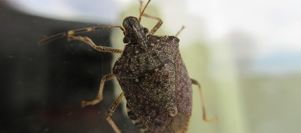 Désinsectisation de punaise diabolique - Christophe Guérin 3D - Castres Mazamet