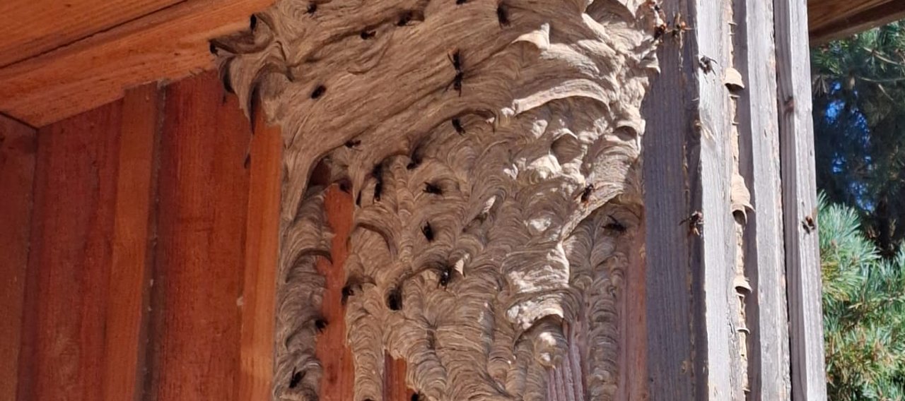 Destruction nid de frelon Mazamet Castres Carcassonne - Expert anti-nuisible