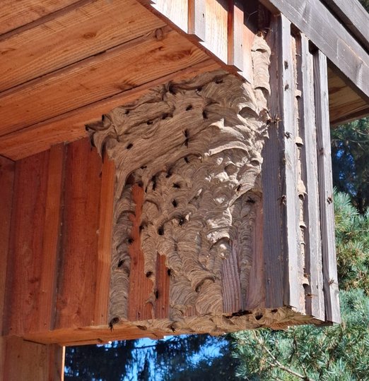 Destruction nid de frelon Mazamet Castres Carcassonne - Expert anti-nuisible